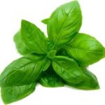 Basil oil