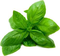 Basil oil