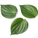 betelleaf oil