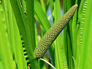 calamus oil